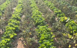 种植金银花有哪些注意事项,适宜在2-6月及9-12月份种植