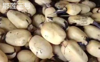 莲藕哪些品种比较好,鄂莲系列具有较高的品质