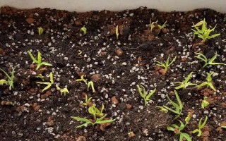 种植空心菜的方法，浸种催芽后再进行直播