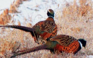 驱赶野鸡的方法，悬挂彩带可以让野鸡不敢轻易靠近