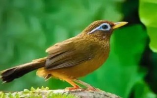 画眉鸟的饲料配方，配料包括豌豆粉、枸杞、黄豆粉、山楂等材料