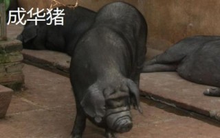 猪有哪些品种，包括杜洛克、成华猪、大白猪、长白猪等种类