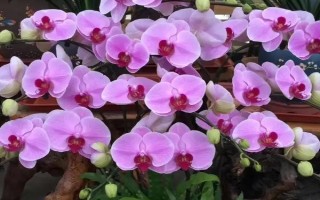 如何让蝴蝶兰憋芽，可以用花梗、断心和切茎憋芽