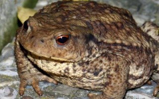 蟾蜍的饲养要点，养殖场的四周做好防护