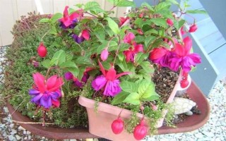 让倒挂金钟过冬的方法，将室温维持在8℃以上