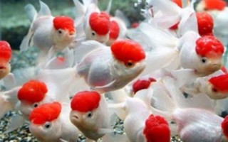 小金鱼吃米饭要放几粒，放四五粒就可以了