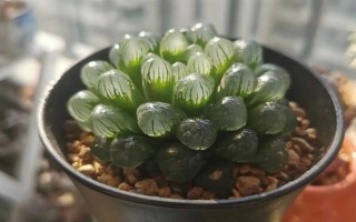 玉露干瘪了如何恢复，适宜的生长温度为20-28度