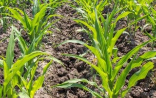 硕秋707玉米种子简介，密度4500株/亩左右