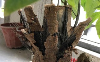 锯掉根的发财树能不能重新生根，其它部位的问题不严重可重新长根