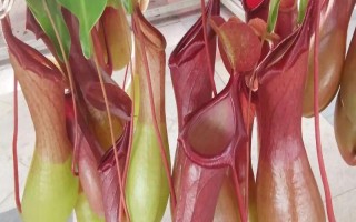 怎么养猪笼草，喜欢生长在高温环境中