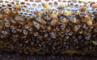 冬季育王条件，成功率非常低