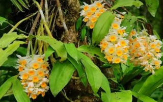 热带植物有什么习性，攀援性强且喜欢湿热