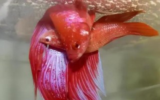 鱼是哪种生殖方式，属于有性生殖