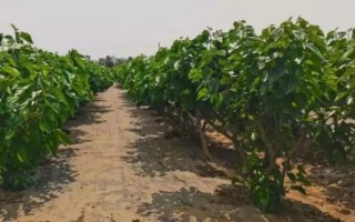 桑葚树怎么施肥,可在行间开挖施肥沟