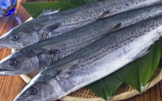什么是鲅鱼，属于鲭科、马鲛属海洋鱼类