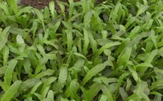 定植莴笋后如何管理，膨大期应适当喷施矮壮素