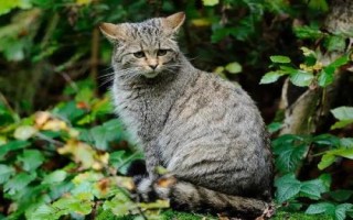 猫科动物有哪些种类,可分为猎豹亚科、豹亚科、猫亚科