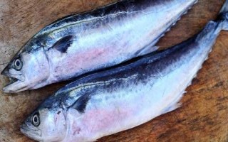 什么是鲅鱼，属于鲭科、马鲛属海洋鱼类