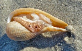 大枇杷螺的产地，产地在东亚、日本南部、台湾