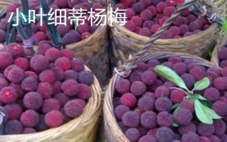 丁岙梅的产地，属于浙江省温州市茶山镇的特产