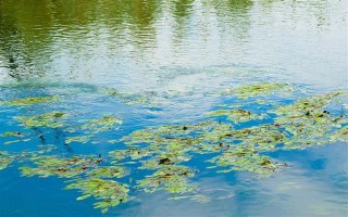 钓鲢鳙的技巧，钓位要选择顺风或偏风的地方