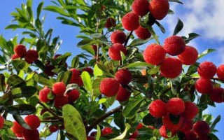 杨梅种子有哪些优良品种，常见的有水晶种杨梅、东魁杨梅等