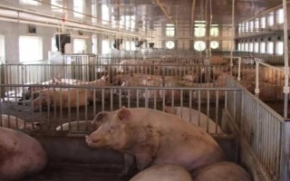 小型养猪场需要多少投资,大概需要2万元左右