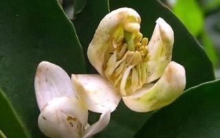 沙田柚只开花不结果的原因,可能是缺乏授粉树或花期遇不良气候