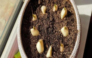 室内蒜苗的种植方法，可以选择秋季10月份进行