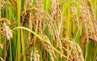 秀水123水稻种子简介,每亩大田用种量3-3.5千克