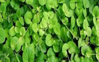 金钱草黄叶了的原因，可能是土壤过湿或温度过高