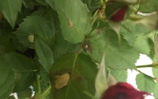月季叶子有黑斑的原因,可能是黑斑病、霜霉病等导致的