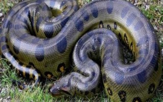 蟒蛇是胎生还是卵生，蟒蛇是卵生动物