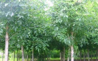 白蜡如何嫁接，可嫁接金枝槐或水曲柳