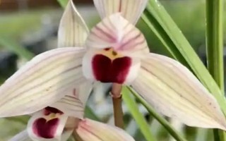 莲瓣兰有几种，常见的有滇梅、奇花素、心心相印等