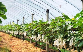 葡萄什么时候埋土，通常在土壤封冻前半月开始