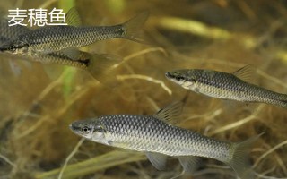 0.3号子线可以飞多重的鱼，能够直接提上2两的小鱼