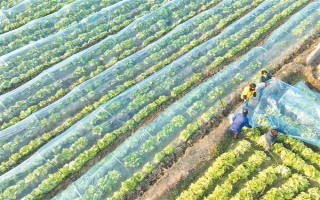 白菜什么时候收，一年四季均可采收