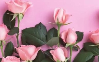 粉玫瑰不能随便送人的原因，所代表的含义随着赠送时期而发生变化