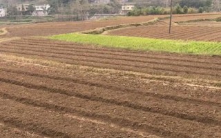 糯米的种植技术,喷洒壮穗灵可达到增产的目的