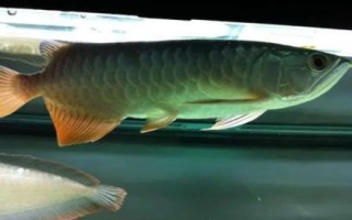 高背红尾金龙鱼好不好养，有一定的饲养难度