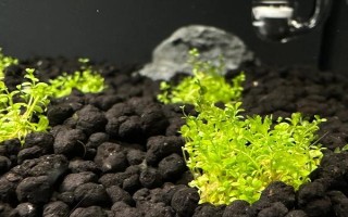 孔雀鱼间隔多久再生小鱼，只需间隔一个月即可