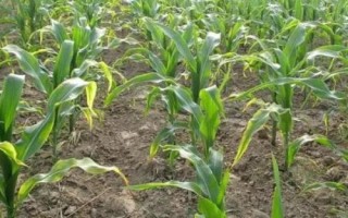 宿单608玉米品种的特性，普通夏玉米品种