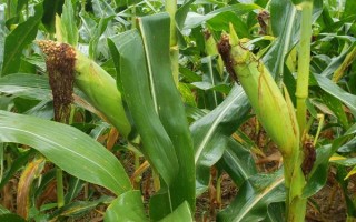 金博士702玉米种子特征特性，5月25日至6月15日播种