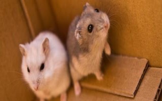 新手养仓鼠怎么选,新手养成年的仓鼠比较合适