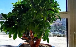 麒麟掌有毒吗，其汁液有毒