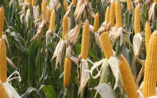 圣瑞688玉米种子特点,适宜密度为每亩4000株
