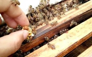 蜂群失王的原因，蜂王患病是最常见的原因