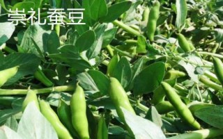 蚕豆的成熟期，每年5月份可上市