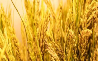广8优郁香水稻品种的特性,每亩有效穗数18.8万